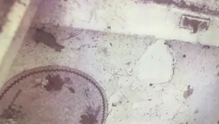 footprint