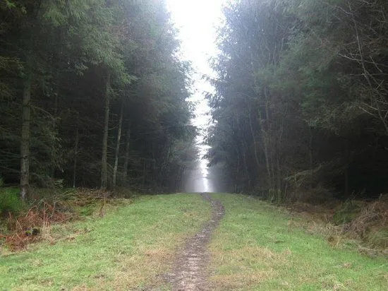 filename-dolby-forest2